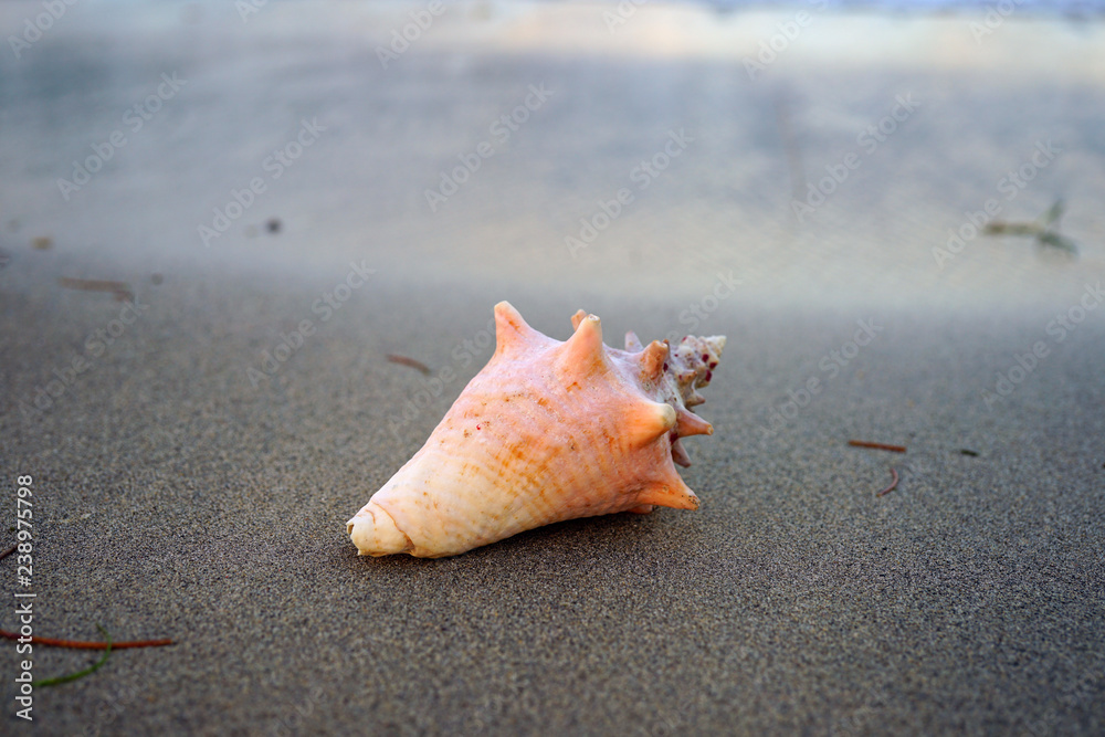 Pink conch shell on a black sand beach in Nevis Pink conch shell on a black sand beach in Nevis