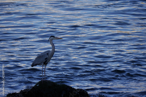 A Heron in the evening light.