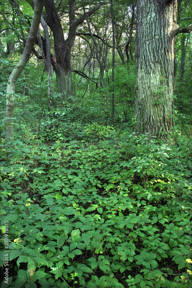 Rock Cut State Park