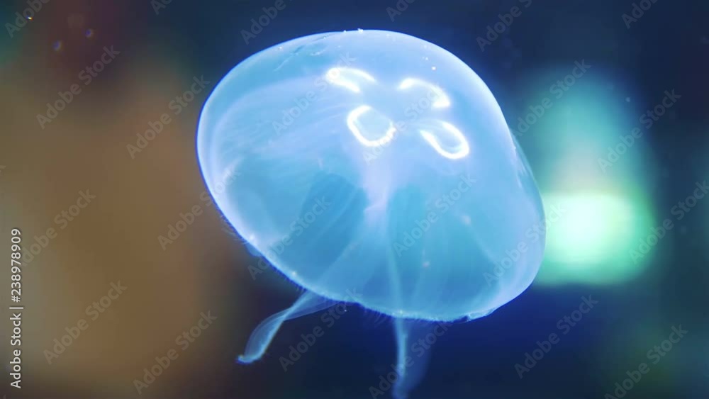 Jellyfish in the water in 4k slow motion 60fps Jellyfish in the water in 4k slow motion 60fps