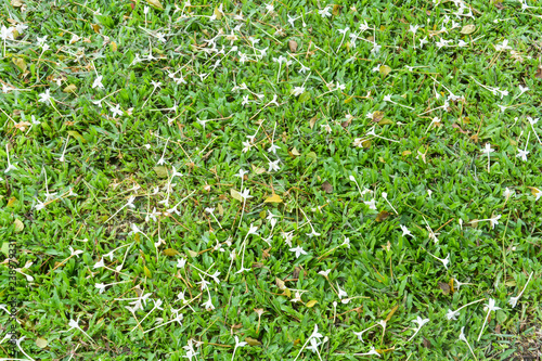 Indian cork flowers (Millingtonia hortensis) on grass field