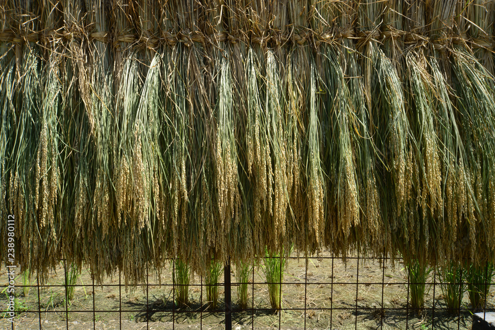 Fototapeta premium Rice reaping-2
