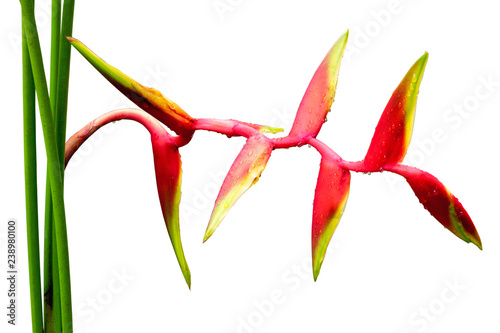 Heliconia bihai flower (Red palulu) With drops of water, Tropical flowers Heliconia blooming isolated on white background, File contains with clipping path photo