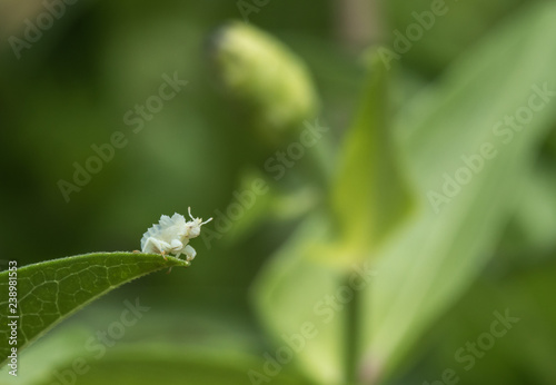 Photos Jagged ambush bug nymph