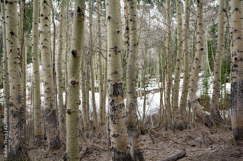 Aspen Trees Maroon Bells Colorado