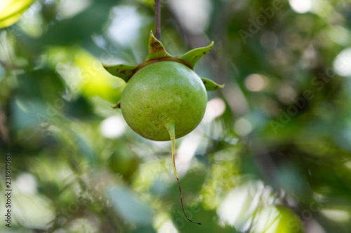 Photography unknown rare fruit. Green with a star like a sepal