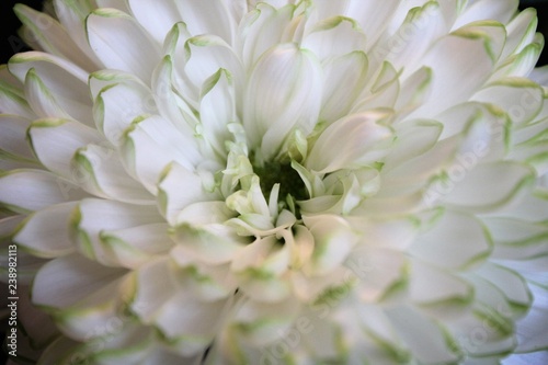 Close up view of an elegant white chrysanthemum flower