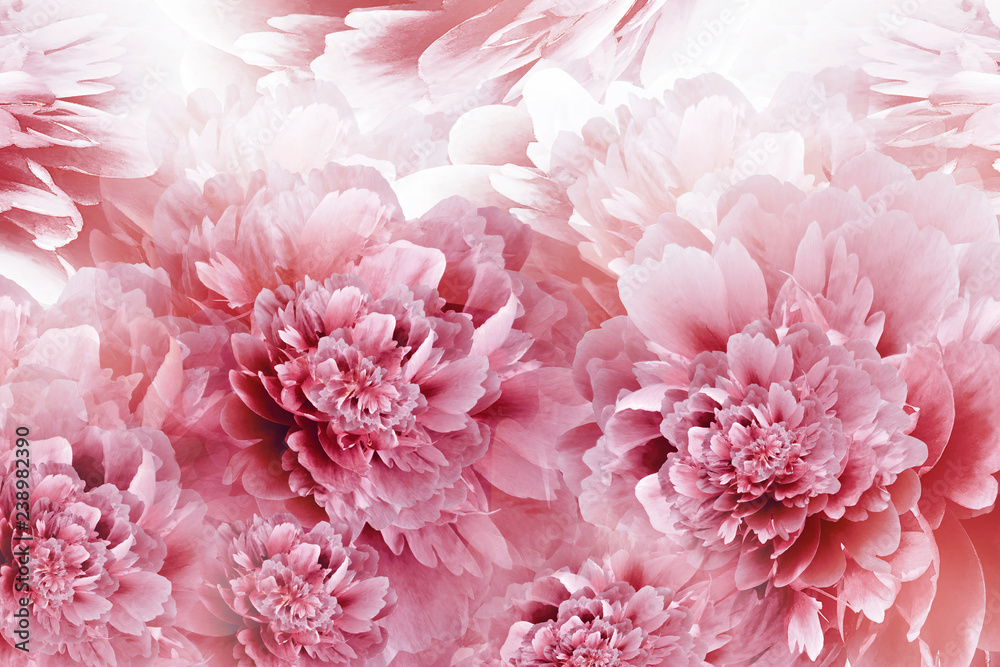 Floral white-red background. Peonies flowers close-up. Petals of flowers. Greeting card. Nature.