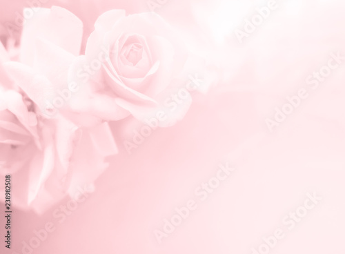 Festive flower on pink  background. Overhead top view, flat lay. Copy space. Birthday, Mother's, Valentines, Women's, Wedding Day concept. - An image