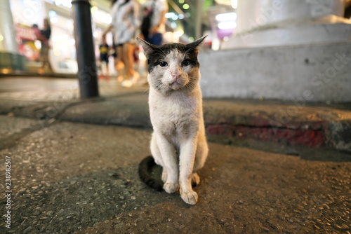 Bangkok,Thailand-December 8, 2018: A stray cat on Silom Road near Patpong in the night in Bangkok, Thailand