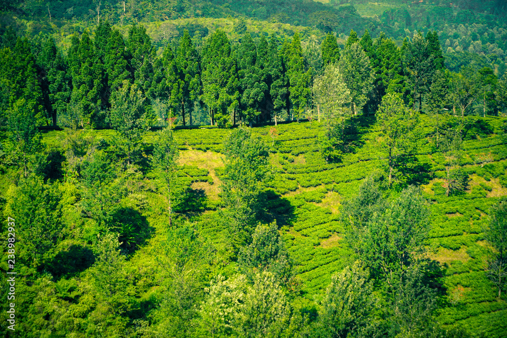 tea plantations with view from top and tree on the mountains in puncak bogor