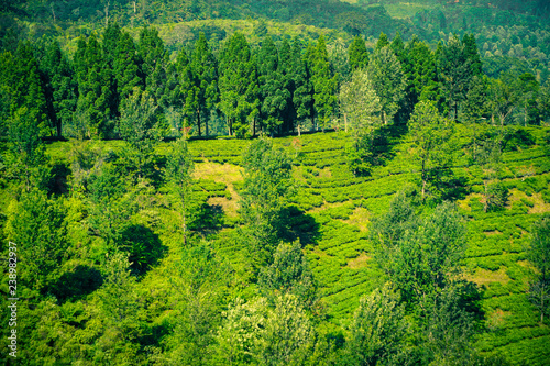 tea plantations with view from top and tree on the mountains in puncak bogor