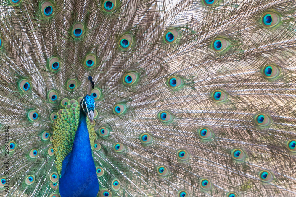 Obraz premium Le paon