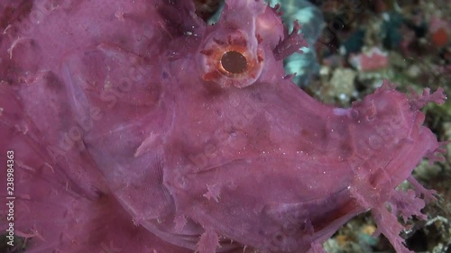 Purple Paddle-Flap Scorpionfish (Rhinopias eschmeyeri) - Face Close Up - Philippines photo