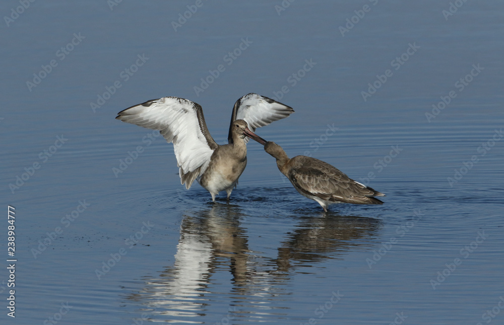 Two Black-tailed Godwit (Limosa limosa) fighting in a sea estuary in the UK. Two Black-tailed Godwit (Limosa limosa) fighting in a sea estuary in the UK.
