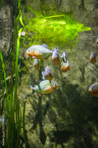 Piranha in an aquarium on a green background