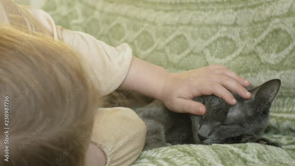 happy girl child with blond hair and pigtails lying on the sofa stroking a gray cat happy girl child with blond hair and pigtails lying on the sofa stroking a gray cat