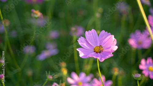 Cosmos flowers on blur background.