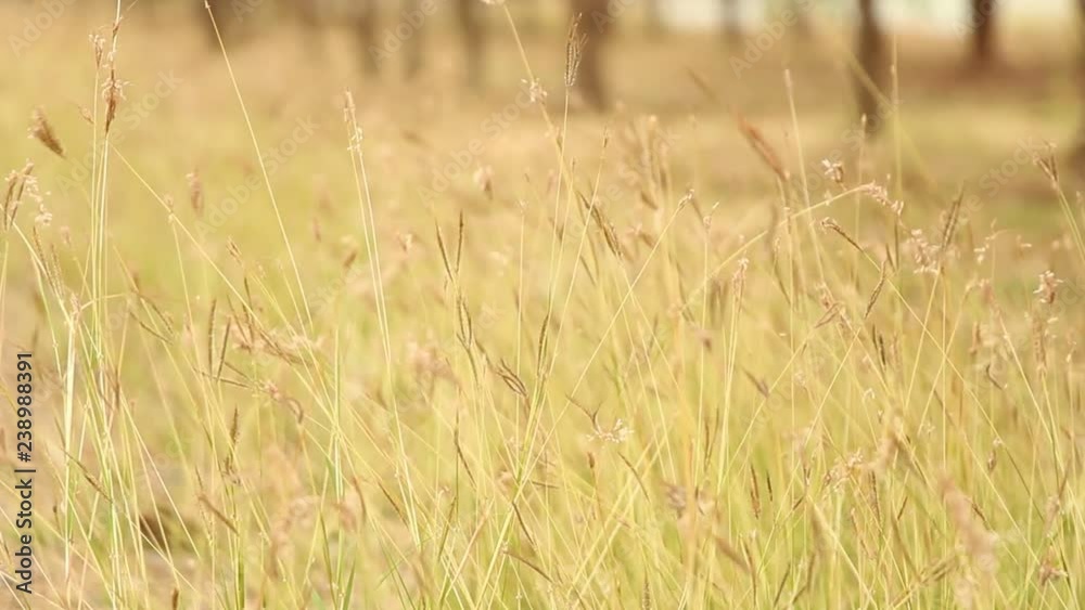 Soft and blur swollen finger grass flowers with windy. Soft and blur swollen finger grass flowers with windy.