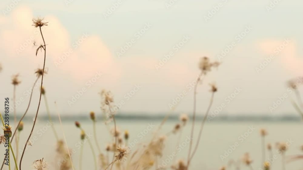 Dry flower of Coat buttons,Wild daisy grass flowers against sunlight in field beside the way.Blur nature background. Little warm tone. Dry flower of Coat buttons,Wild daisy grass flowers against sunlight in field beside the way.Blur nature background. Little warm tone.