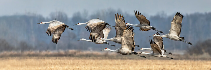 Wandcirkels Vogel Opvliegende kraanvogels in Indiana  © Kenneth Keifer
