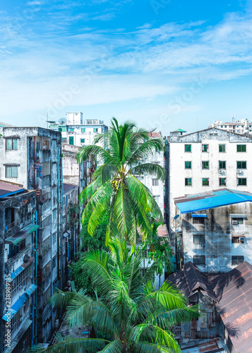 Coconut tree in Yangon, Myanmar