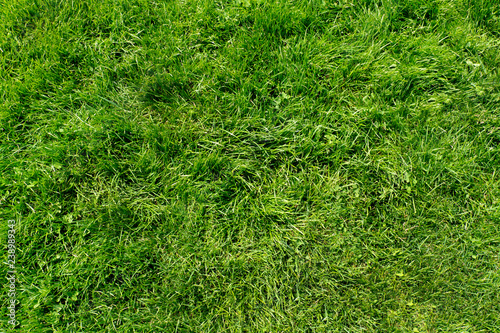 Grass Texture 
