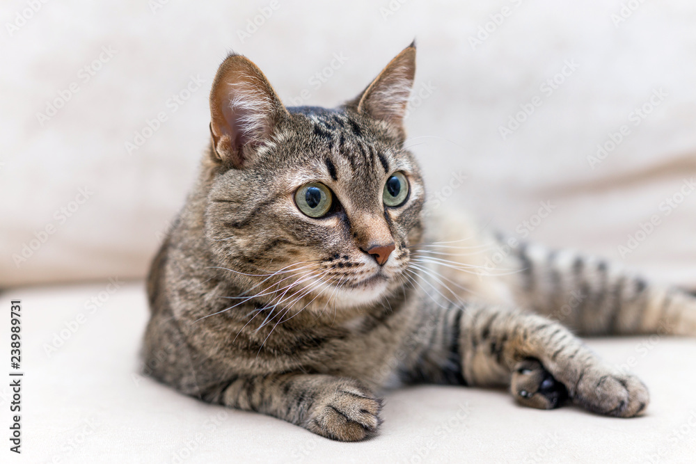 a portrait of a cute cat at home