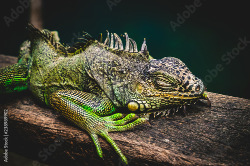 Iguana  San Igunacio  Belize