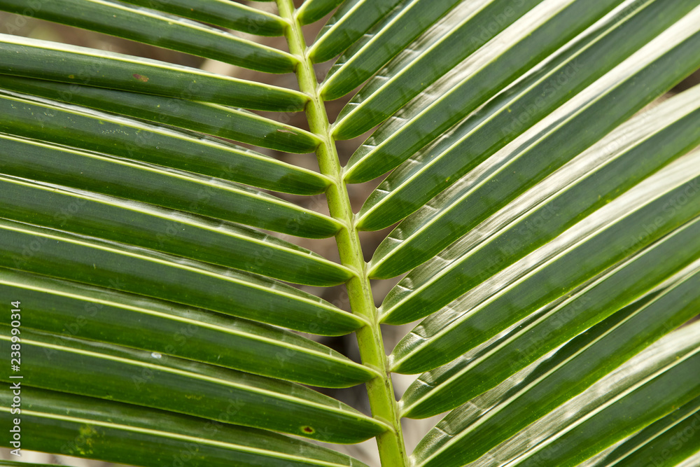 Topical coconut Leaves green background Topical coconut Leaves green background