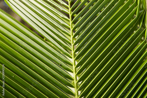 Topical coconut Leaves green background