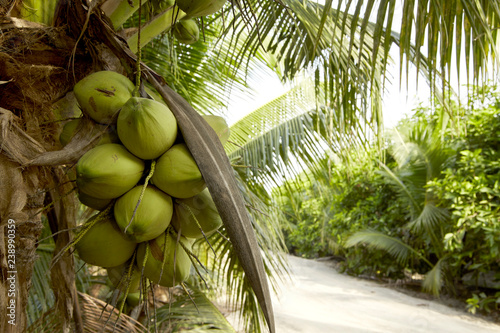 Coconut tree with coconut fruits.