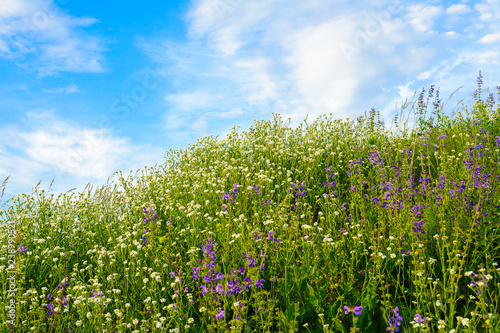 field of white and lilac flowers against the blue sky with clouds