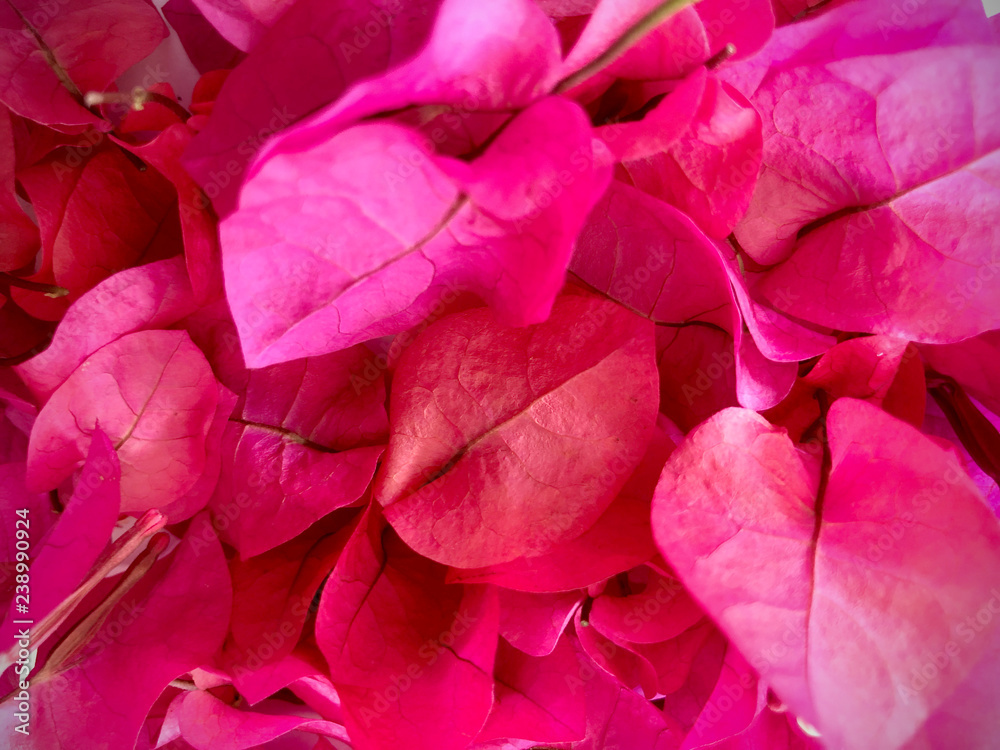 Isolated of red pink bougainvillea, red flowers, disperse pink red Bougainvillea flower on white background, close up pink blossom bouquet isolated Isolated of red pink bougainvillea, red flowers, disperse pink red Bougainvillea flower on white background, close up pink blossom bouquet isolated