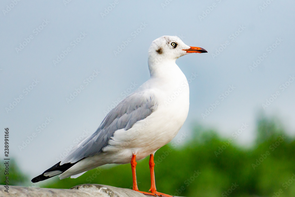 Fototapeta premium seagull standing on bridge, top view silhouette. Bird flies over the sea, Seagull hover over deep blue sea, Gull hunting down fish, Free flight.