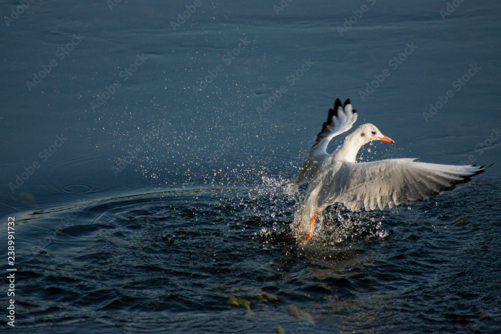 Obraz premium seagull flying over the river