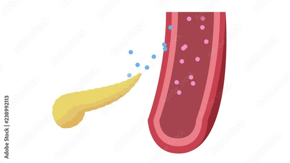 pancreas and insulin in blood graphic animation pancreas and insulin in blood graphic animation