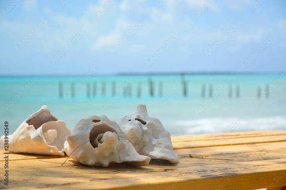 NASSAU, BAHAMAS - MAY 3, 2018: White shells on the beach in Historic Clifton Heritage National Park NASSAU, BAHAMAS - MAY 3, 2018: White shells on the beach in Historic Clifton Heritage National Park