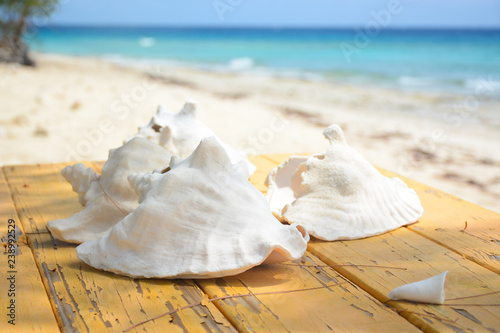 NASSAU, BAHAMAS - MAY 3, 2018: White shells on the beach in Historic Clifton Heritage National Park photo