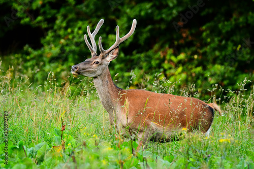 Red deer  Cervus elaphus . Stag in a meadow near the forest.