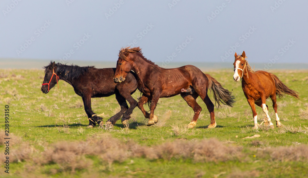 Horses graze in the steppe of Kazakhstan in spring Horses graze in the steppe of Kazakhstan in spring