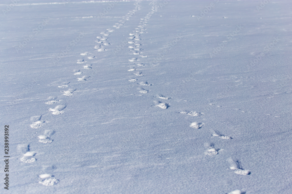 Human footprints on white snow as a background Human footprints on white snow as a background