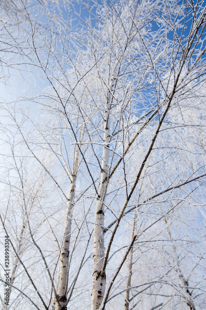 Frozen branches on a tree against a blue sky Frozen branches on a tree against a blue sky