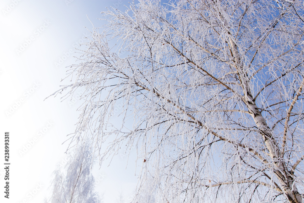 Obraz premium Frozen branches on a tree against a blue sky