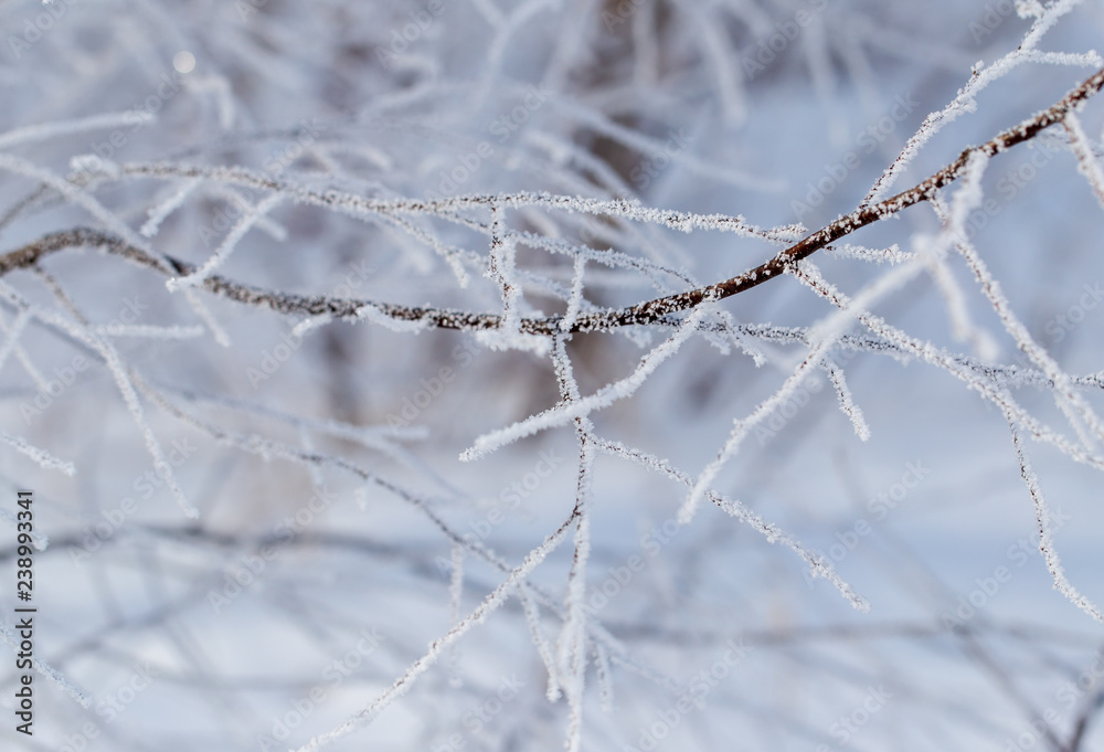 Frozen branches on a tree in the forest in winter Frozen branches on a tree in the forest in winter