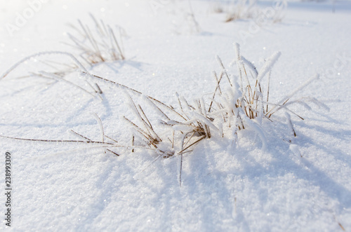 Frozen branches on dry grass in winter © schankz