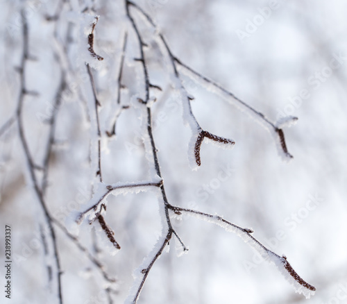 Frozen branches on a tree in the forest in winter