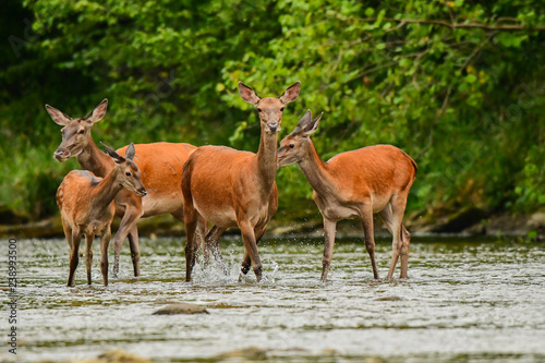 Red deer  Cervus elaphus . Red hind in the water. Bieszczady Mountains. Poland