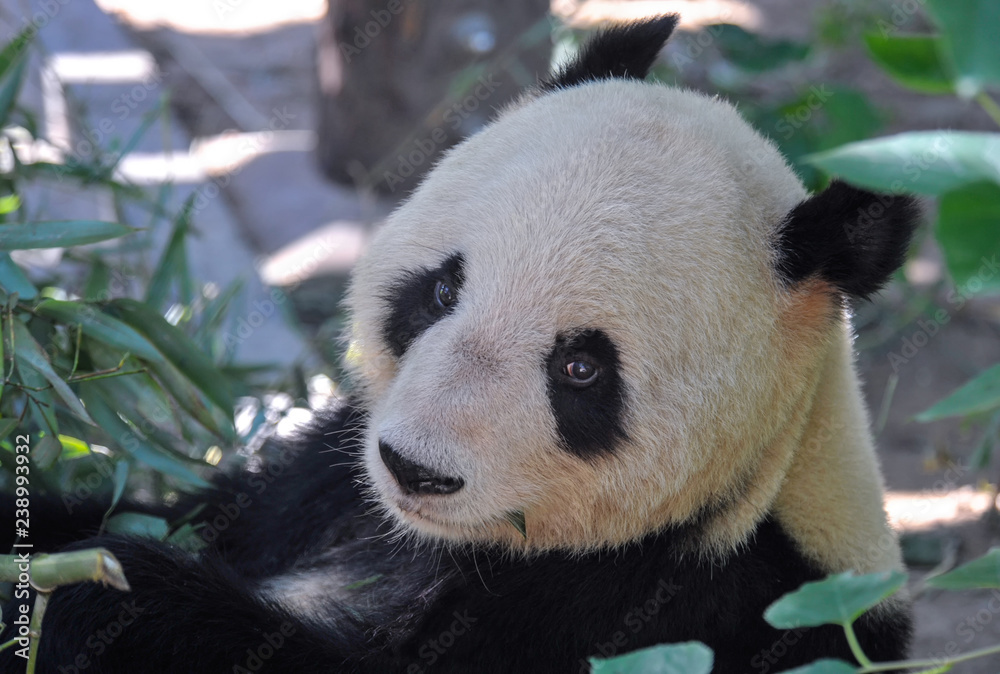 Obraz premium Panda in bamboo