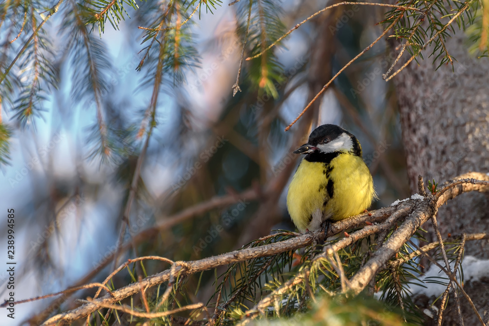 Naklejka premium titmouse seed spruce bird winter